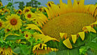 sunflower, GIANT MAMMOTH yellow flower large 15 seeds! GroCo BUY 10 - SHIPS FREE