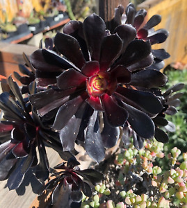 Aeonium ‘Black Rose', 1 Cutting 3 - 4