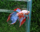 White Candy Koi Veil Tail Halfmoon Male Live Betta Fish #236- REAL PICTURE- USA