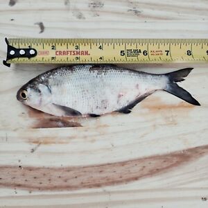 Large Frozen Shad Catfish Bait
