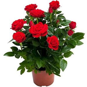 Bright Red Rose BushLarge Flowers RoseRose Plants Live Ready to Plant Outdoors