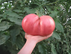 120+ German Giant Tomato Seeds - Non-GMO - Heirloom - Organic --- HUGE ---FRESH