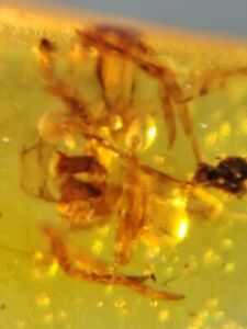 unique Arachnida spider Burmite Myanmar Burmese Amber insect fossil dinosaur age