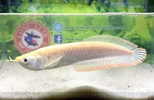 Albino Silver Arowana / Osteoglossum bicirrhosum - Live Freshwater Fish