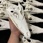 NEW 1 pcs Real Crocodile Skull Taxidermy (From the farm) Animal skull specimen