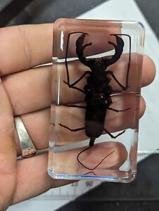 Whip Scorpion Vinegaroon, Preserved In Lucite Resin, Uropygi Bug Taxidermy