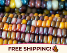 80+ Indian Ornamental Corn Seeds | Multi-Colored Heirloom, Non-GMO, USA Grown
