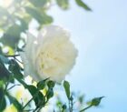 White Dawn Climbing Rose SMALL and  LIGHTLY ROOTED One Gallon Live Plant