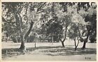 Broadway Park Turlock California CA Trees c1915 Postcard