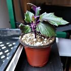 Purple Passion Live Plant, Potted with Soil (Gynura aurantiaca)