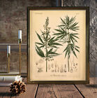 Cannabis Sativa Medical Marijuanna Male Female Leaves Seeds Weed Art Poster