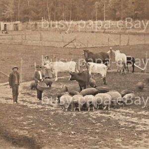 1919 RPPC Family Farm Range Stock Sheep Cow Horse Campbell Missouri Postcard