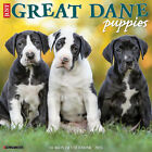 Just Great Dane Puppies 2024 12