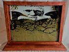 Charles Darwin Ant Farm for Sale Vintage wood frame for science educational toy
