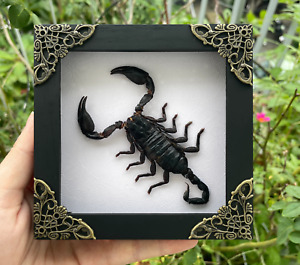 Teaching Colletion Real Scorpion Framed Preserved Insect Bugs Wall Decor