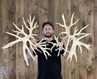 Monster World Class 450” Whitetail Shed 68pt Antler Horn Deer Mount Taxidermy