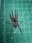L Florida Thin Legged Wolf Spider wet specimen oddities Taxidermy Mummified #102