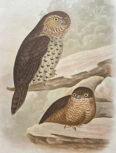 1890 GRACIUS BROINOWSKI ORIGINAL BIRD LITHOGRAPH, OWLS, FREE POST AUST