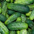 Bush Pickle Cucumber Seeds (F1 Hybrid) | Non-GMO | Free Shipping | 1066