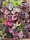 New ListingHarmony Foliage Begonia Rhizomatous Hybrids in 4 inch pots 30-Pack Bulk Wholesal