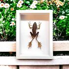 Real mummified common tree frog  Polypedates Framed ShadowBox Insect Butterfly