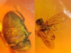 beetle&unknown fly bug Burmite Myanmar Burmese Amber insect fossil dinosaur age