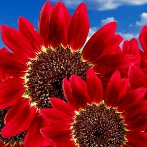 50+ RED SUN RARE SUNFLOWER SEEDS FLOWERS BEAUTIFUL TALL CUT NON-GMO HEIRLOOM USA