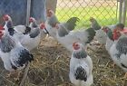 12+ Bantam Plymouth  Rock Columbian hatching eggs - Show poultry