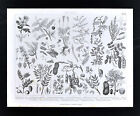 1874 Bilder Botanical Print Legumes Tamarind Almond Tree Hymenaea Acacia Wattle