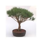 Japanese Red Pine Bonsai Outdoor Tree Pinus Densi Globosa 58 yo 20