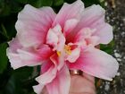 EXOTIC DOUBLE PINK HIBISCUS WELL ROOTED STARTER LIVE PLANT 3 TO 5 INCHES TALL