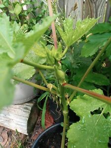 Live Plants - Vegetable - OKRA Seedling Plants - 30 days old, 2