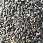 Black Oil Sunflower Seeds Bird Feed