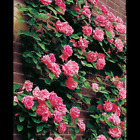 Zephirine Drouhin Climbing Rose Plant 1.5 Gallon Potted Fragrant Pink Thornless