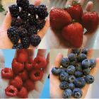 Mixed Berry Variety Pack Best Sellers Seeds Garden Bulk Fruit USA NonGMO Organic