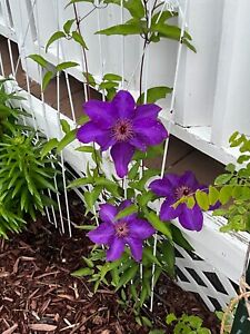 25 Seeds Purple Rhapsody Climbing Clematis Seeds - NON-GMO - Free Shipping