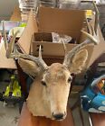 Taxidermy White Tail Deer Head 9-Point Buck Shoulder Mount