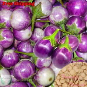 Round Purple Eggplant Seeds | Indian Eggplant Seeds | Vegetable Seeds