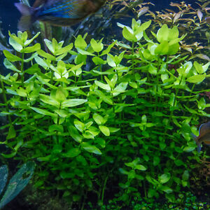 Live Moneywort Aquarium Oxygenating Aquatic Plant - Buy 2 Same Plant Get 1 Free