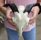 Authentic Goat Skull with 5 inch horns from India, taxidermy # 48673