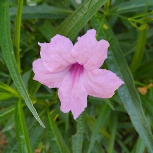 100  seeds of Tall Pink Mexican Petunia  SEEDS