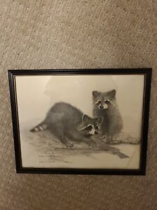 Raccoon Sketch by Larry Martin in Study for Parker Island Raccoons 15 x 12 inch