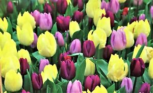 Prechilled Passion Fruit Tulip Bulb Blend | Yellow and Purple Tulip Bulbs Mix