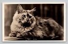 Postcard RPPC c1924-1945 Pete 22lbs. Kitty Cat Animal