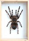 Unique Real Tarantula (Acanthoscurria geniculata) Taxidermy - Mounted,Framed