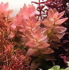 Bacopa Colorata RARE Premium Live Aquarium Plants, (5+ Stems)