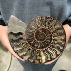 TOP 300G+ Natural ammonite fossil conch crystal specimen healing care