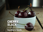 Cherry, Black - Cherry Tree - 15 Seeds - Culinary & Medicinal (Prunus serotina)