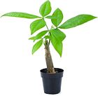 Live Money Tree Plant, Pachira Aquatica Money Tree, Feng Shui Money Tree Pach...
