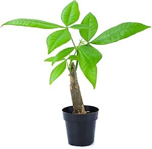 Live Money Tree Plant, Pachira Aquatica Money Tree, Feng Shui Money Tree Pach...